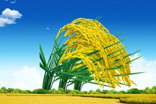 稻谷市場困境與改革 破解水稻產(chǎn)業(yè)危機(jī)的路徑探析
