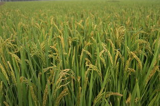 稻谷 滋養(yǎng)文明的黃金種子