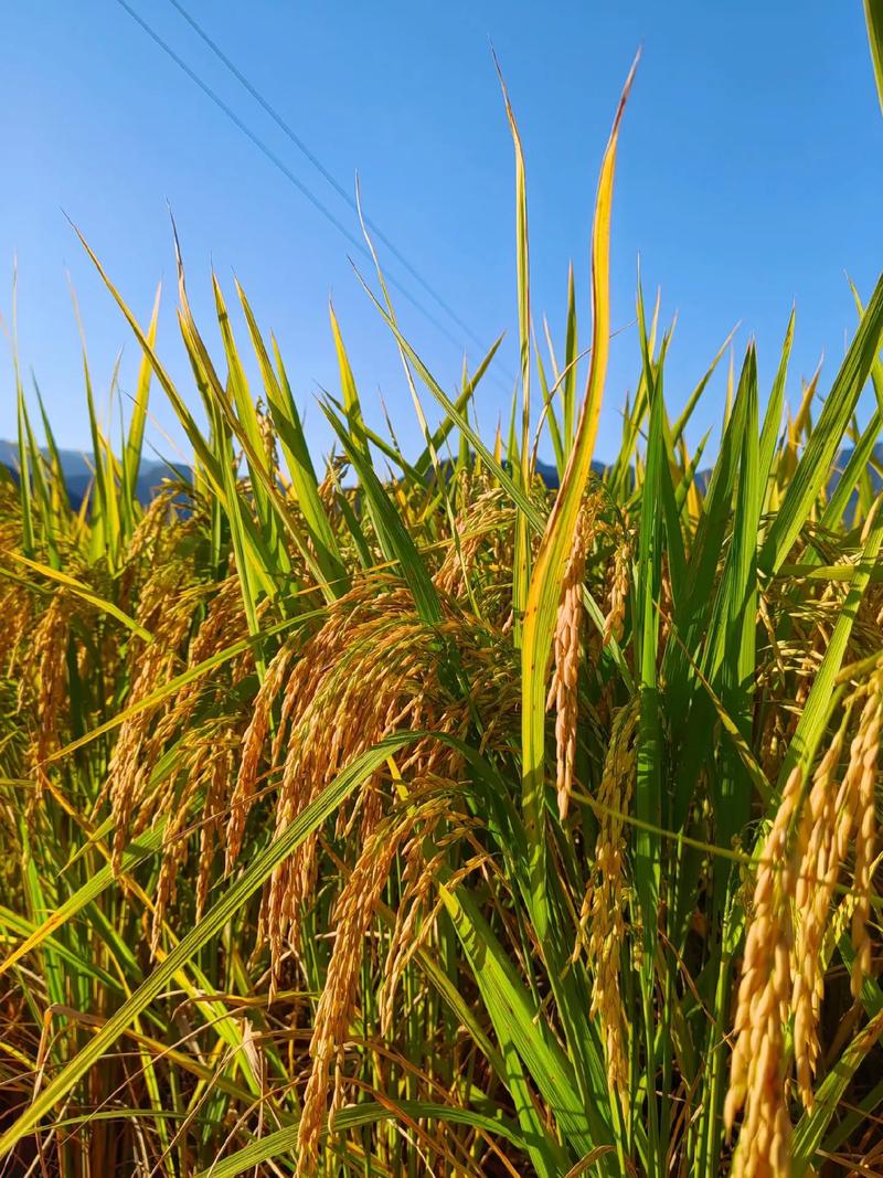 金秋十月稻香時(shí)