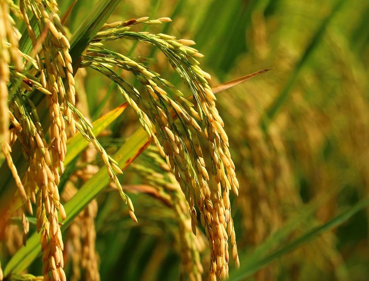 金秋的饋贈(zèng) 金色稻谷收割圖景