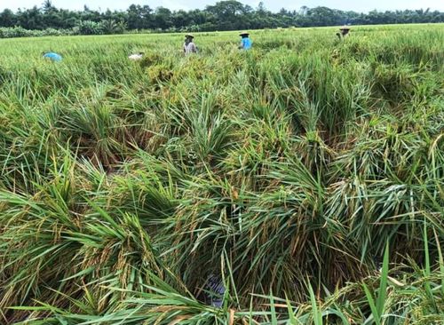 緬甸大米稻谷協(xié)會(huì)嚴(yán)令禁止低價(jià)買入高價(jià)倒賣行為 維護(hù)市場秩序與農(nóng)民利益