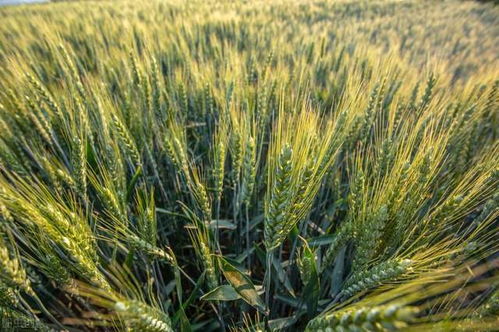 糧價(jià)格局生變 玉米跌勢趨緩，小麥加速上漲，稻谷行情能否迎來反彈？