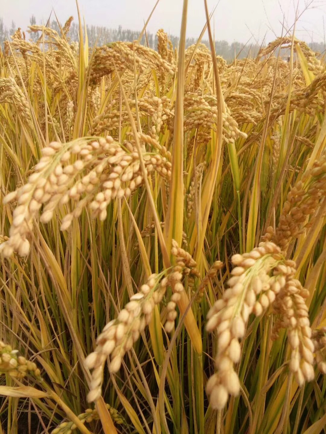 江蘇保豐集團 深耕稻谷產(chǎn)業(yè)，打造優(yōu)質(zhì)面粉全鏈條