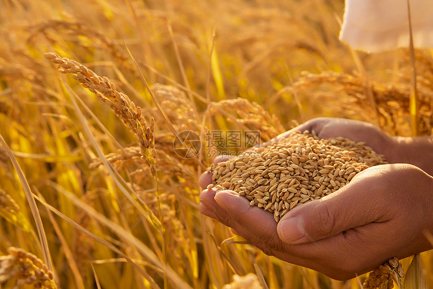 稻谷的豐收之歌 從田間到餐桌的旅程