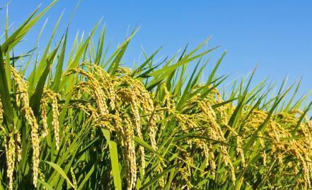 八月水稻生長后期管理要點 決勝豐收最后一公里